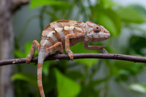 Ambilobe From "Fiadanana" (AKA Tranquility) x "Fohy-mofo" (AKA Shortbread) - Hatched March - April 2026 - Female #1