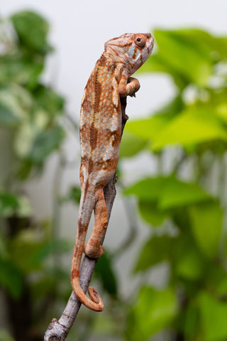Ambilobe From "Fiadanana" (AKA Tranquility) x "Fohy-mofo" (AKA Shortbread) - Hatched March - April 2026 - Female #1