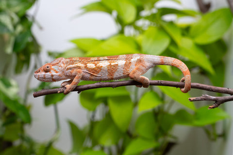 Ambilobe From "Fiadanana" (AKA Tranquility) x "Fohy-mofo" (AKA Shortbread) - Hatched March - April 2026 - Female #1