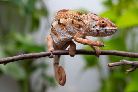 Ambilobe From "Fiadanana" (AKA Tranquility) x "Fohy-mofo" (AKA Shortbread) - Hatched March - April 2026 - Female #1