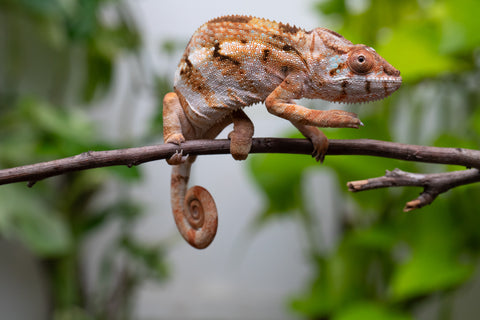 Ambilobe From "Fiadanana" (AKA Tranquility) x "Fohy-mofo" (AKA Shortbread) - Hatched March - April 2026 - Female #1