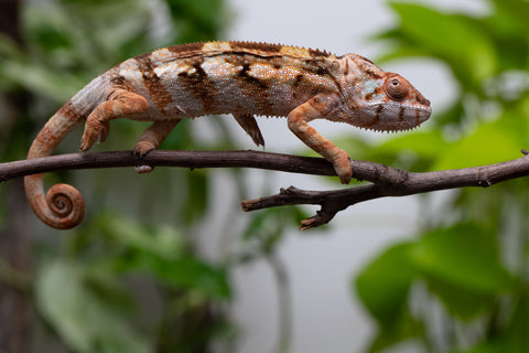 Ambilobe From "Fiadanana" (AKA Tranquility) x "Fohy-mofo" (AKA Shortbread) - Hatched March - April 2026 - Female #1