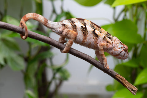 Ambilobe From "Fiadanana" (AKA Tranquility) x "Fohy-mofo" (AKA Shortbread) - Hatched March - April 2026 - Female #1