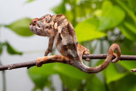 Ambilobe From "Fiadanana" (AKA Tranquility) x "Fohy-mofo" (AKA Shortbread) - Hatched March - April 2026 - Female #1