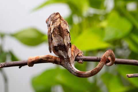 Ambilobe From "Fiadanana" (AKA Tranquility) x "Fohy-mofo" (AKA Shortbread) - Hatched March - April 2026 - Female #1