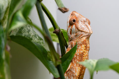 Ambilobe From "Fiadanana" (AKA Tranquility) x "Fohy-mofo" (AKA Shortbread) - Hatched March - April 2026 - Female #1