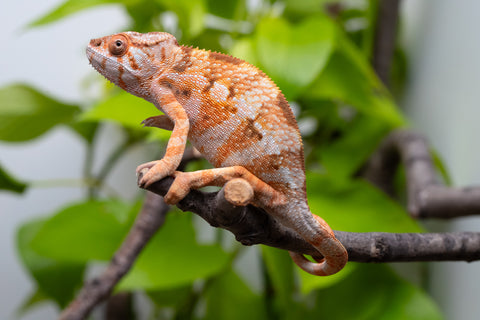 Ambilobe From "Fiadanana" (AKA Tranquility) x "Fohy-mofo" (AKA Shortbread) - Hatched March - April 2026 - Female #1
