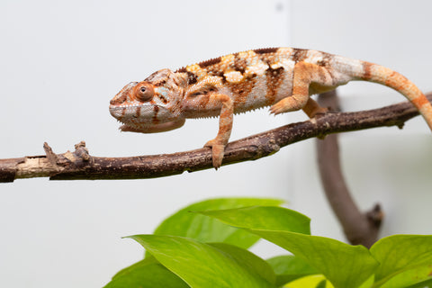 Ambilobe From "Fiadanana" (AKA Tranquility) x "Fohy-mofo" (AKA Shortbread) - Hatched March - April 2026 - Female #1