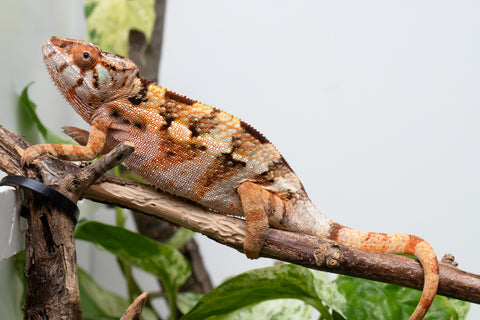 Ambilobe From "Fiadanana" (AKA Tranquility) x "Fohy-mofo" (AKA Shortbread) - Hatched March - April 2026 - Female #1