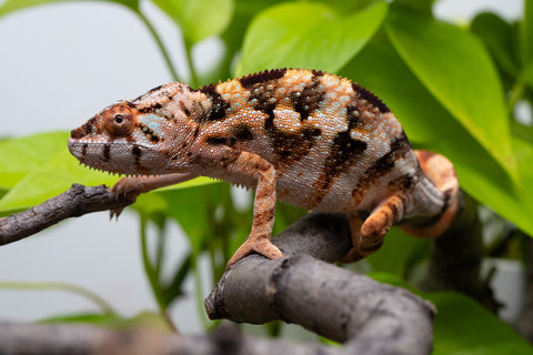 Ambilobe From "Fiadanana" (AKA Tranquility) x "Fohy-mofo" (AKA Shortbread) - Hatched March - April 2026 - Female #1