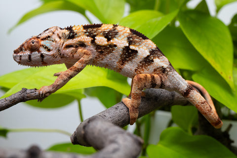 Ambilobe From "Fiadanana" (AKA Tranquility) x "Fohy-mofo" (AKA Shortbread) - Hatched March - April 2026 - Female #1