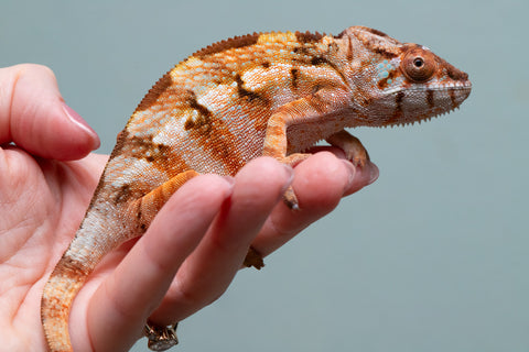 Ambilobe From "Fiadanana" (AKA Tranquility) x "Fohy-mofo" (AKA Shortbread) - Hatched March - April 2026 - Female #1
