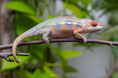 Ambilobe Offspring From "Fiadanana" (Tranquility) x "Fohy-mofo" (AKA Shortbread) - Hatched March - April 2026 - Male #1 - B-Grade