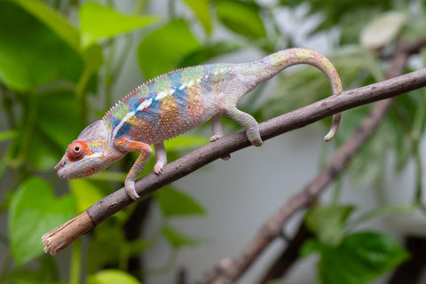 Ambilobe Offspring From "Fiadanana" (Tranquility) x "Fohy-mofo" (AKA Shortbread) - Hatched March - April 2026 - Male #1 - B-Grade