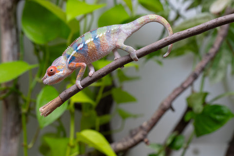 Ambilobe Offspring From "Fiadanana" (Tranquility) x "Fohy-mofo" (AKA Shortbread) - Hatched March - April 2026 - Male #1 - B-Grade