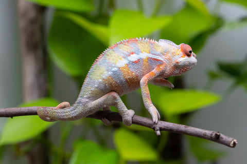 Ambilobe Offspring From "Fiadanana" (Tranquility) x "Fohy-mofo" (AKA Shortbread) - Hatched March - April 2026 - Male #1 - B-Grade