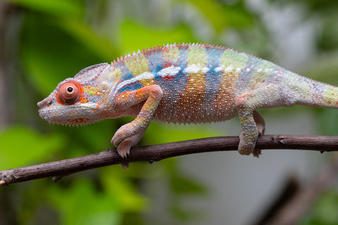 Ambilobe Offspring From "Fiadanana" (Tranquility) x "Fohy-mofo" (AKA Shortbread) - Hatched March - April 2026 - Male #1 - B-Grade