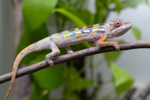 Ambilobe Offspring From "Fiadanana" (AKA Tranquility) x "Fohy-mofo" (AKA Shortbread) - Hatched March - April 2026 - Male #2