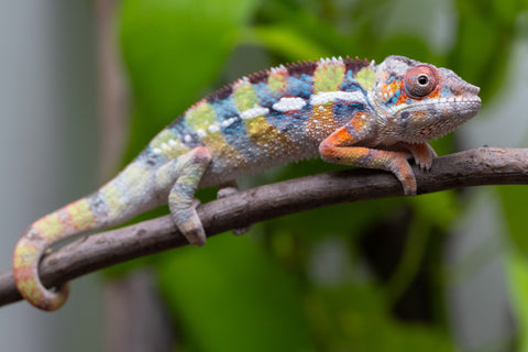Ambilobe Offspring From "Fiadanana" (AKA Tranquility) x "Fohy-mofo" (AKA Shortbread) - Hatched March - April 2026 - Male #2