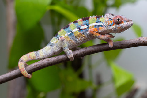 Ambilobe Offspring From "Fiadanana" (AKA Tranquility) x "Fohy-mofo" (AKA Shortbread) - Hatched March - April 2026 - Male #2