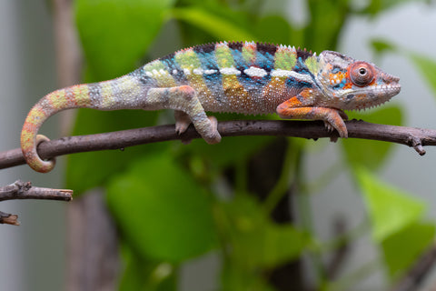 Ambilobe Offspring From "Fiadanana" (AKA Tranquility) x "Fohy-mofo" (AKA Shortbread) - Hatched March - April 2026 - Male #2