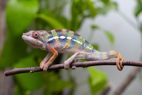 Ambilobe Offspring From "Fiadanana" (AKA Tranquility) x "Fohy-mofo" (AKA Shortbread) - Hatched March - April 2026 - Male #2