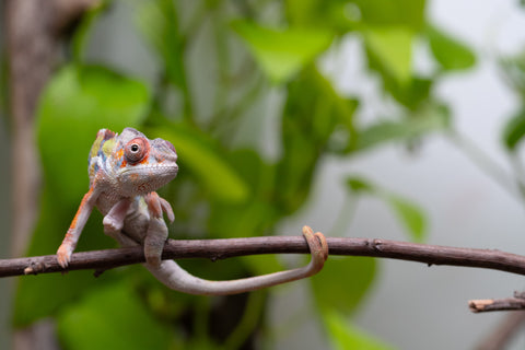 Ambilobe Offspring From "Fiadanana" (AKA Tranquility) x "Fohy-mofo" (AKA Shortbread) - Hatched March - April 2026 - Male #2