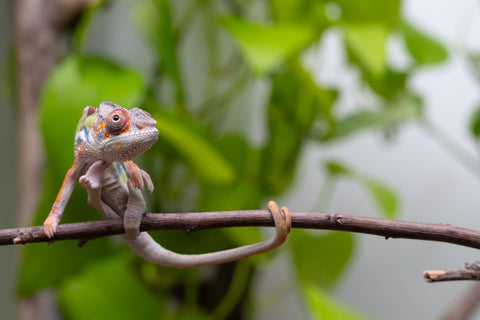 Ambilobe Offspring From "Fiadanana" (AKA Tranquility) x "Fohy-mofo" (AKA Shortbread) - Hatched March - April 2026 - Male #2