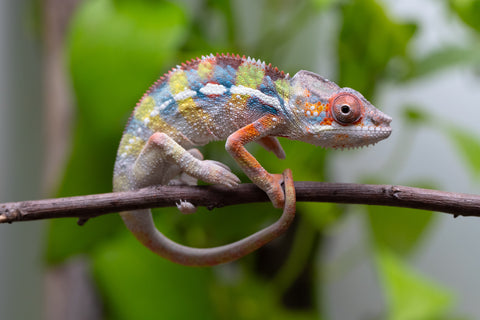 Ambilobe Offspring From "Fiadanana" (AKA Tranquility) x "Fohy-mofo" (AKA Shortbread) - Hatched March - April 2026 - Male #2