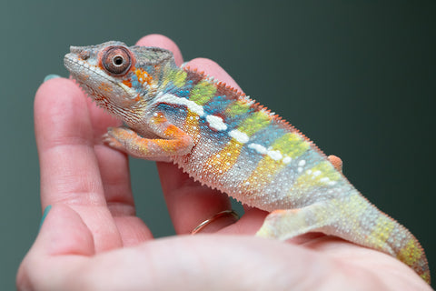 Ambilobe Offspring From "Fiadanana" (AKA Tranquility) x "Fohy-mofo" (AKA Shortbread) - Hatched March - April 2026 - Male #2