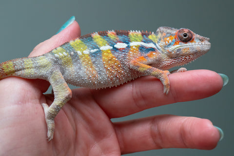 Ambilobe Offspring From "Fiadanana" (AKA Tranquility) x "Fohy-mofo" (AKA Shortbread) - Hatched March - April 2026 - Male #2
