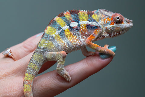 Ambilobe Offspring From "Fiadanana" (AKA Tranquility) x "Fohy-mofo" (AKA Shortbread) - Hatched March - April 2026 - Male #2