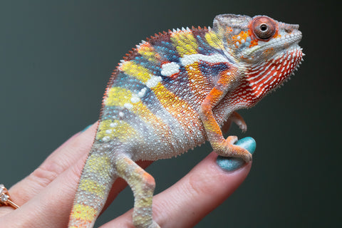Ambilobe Offspring From "Fiadanana" (AKA Tranquility) x "Fohy-mofo" (AKA Shortbread) - Hatched March - April 2026 - Male #2