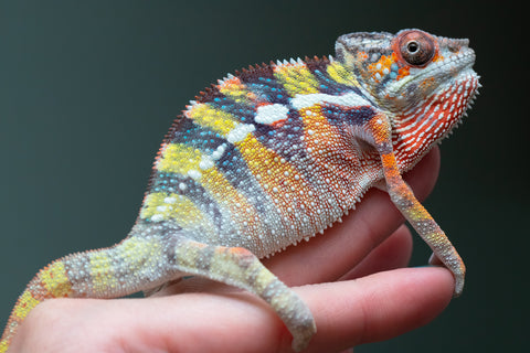 Ambilobe Offspring From "Fiadanana" (AKA Tranquility) x "Fohy-mofo" (AKA Shortbread) - Hatched March - April 2026 - Male #2