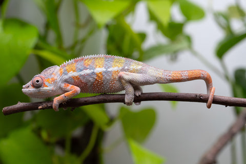 Ambilobe Offspring From "Fiadanana" (AKA Tranquility) x "Fohy-mofo" (AKA Shortbread) - Hatched March - April 2026 - Male #3 - Pick of the Litter