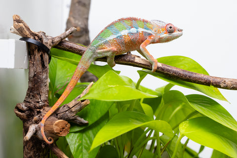 Ambilobe From "Fiadanana" (AKA Tranquility) x "Fohy-mofo" (AKA Shortbread) - Hatched March - April 2026 - Male #4