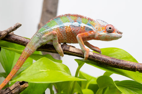 Ambilobe From "Fiadanana" (AKA Tranquility) x "Fohy-mofo" (AKA Shortbread) - Hatched March - April 2026 - Male #4