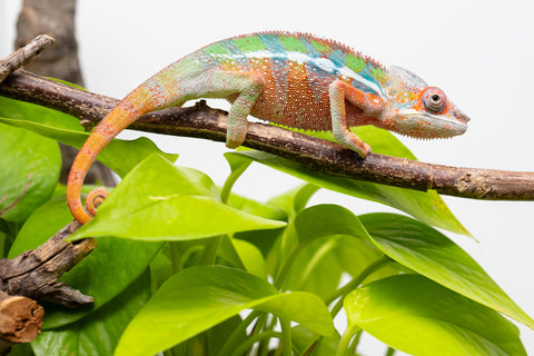 Ambilobe From "Fiadanana" (AKA Tranquility) x "Fohy-mofo" (AKA Shortbread) - Hatched March - April 2026 - Male #4