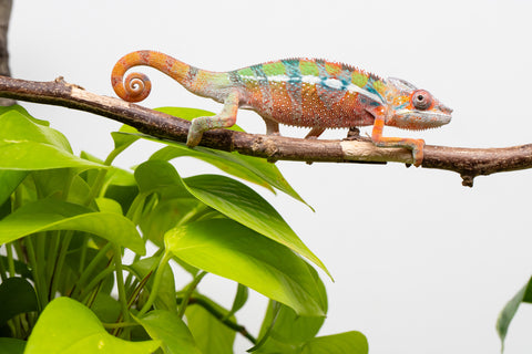 Ambilobe From "Fiadanana" (AKA Tranquility) x "Fohy-mofo" (AKA Shortbread) - Hatched March - April 2026 - Male #4