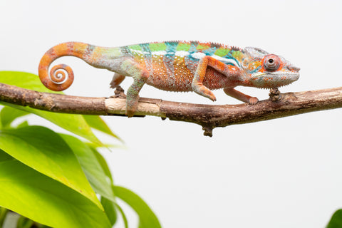 Ambilobe From "Fiadanana" (AKA Tranquility) x "Fohy-mofo" (AKA Shortbread) - Hatched March - April 2026 - Male #4