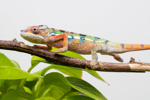 Ambilobe From "Fiadanana" (AKA Tranquility) x "Fohy-mofo" (AKA Shortbread) - Hatched March - April 2026 - Male #4