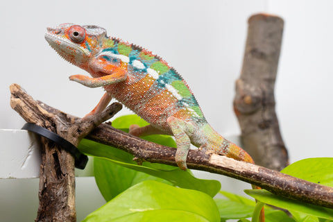 Ambilobe From "Fiadanana" (AKA Tranquility) x "Fohy-mofo" (AKA Shortbread) - Hatched March - April 2026 - Male #4