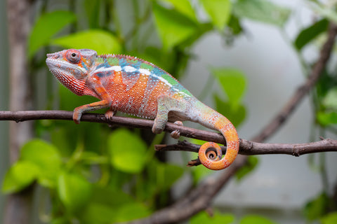 Ambilobe From "Fiadanana" (AKA Tranquility) x "Fohy-mofo" (AKA Shortbread) - Hatched March - April 2026 - Male #4
