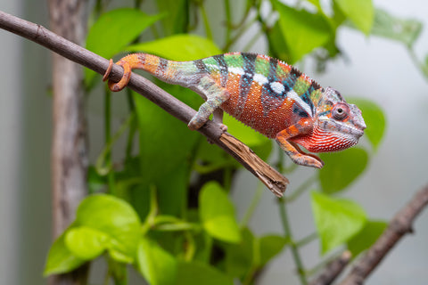 Ambilobe From "Fiadanana" (AKA Tranquility) x "Fohy-mofo" (AKA Shortbread) - Hatched March - April 2026 - Male #4
