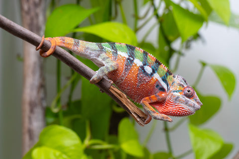 Ambilobe From "Fiadanana" (AKA Tranquility) x "Fohy-mofo" (AKA Shortbread) - Hatched March - April 2026 - Male #4