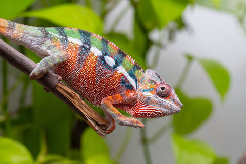 Ambilobe From "Fiadanana" (AKA Tranquility) x "Fohy-mofo" (AKA Shortbread) - Hatched March - April 2026 - Male #4