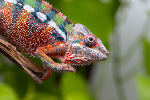 Ambilobe From "Fiadanana" (AKA Tranquility) x "Fohy-mofo" (AKA Shortbread) - Hatched March - April 2026 - Male #4