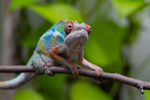 Ambilobe From "Fiadanana" (AKA Tranquility) x "Fohy-mofo" (AKA Shortbread) - Hatched March - April 2026 - Male #5
