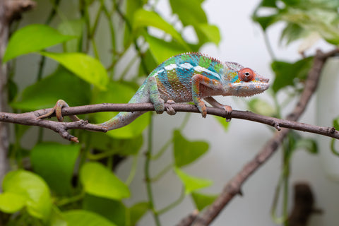 Ambilobe From "Fiadanana" (AKA Tranquility) x "Fohy-mofo" (AKA Shortbread) - Hatched March - April 2026 - Male #5