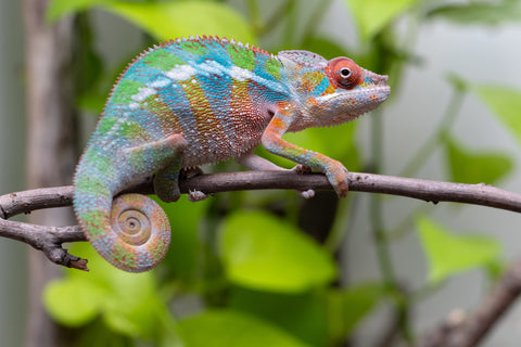Ambilobe From "Fiadanana" (AKA Tranquility) x "Fohy-mofo" (AKA Shortbread) - Hatched March - April 2026 - Male #5